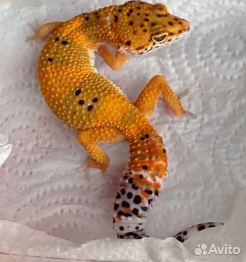 Эублефары Cross Blood с террариумом и без