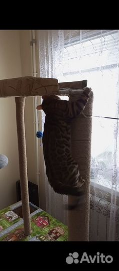 Бенгальский кот на вязку