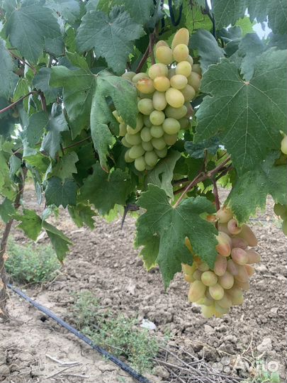 Виноград