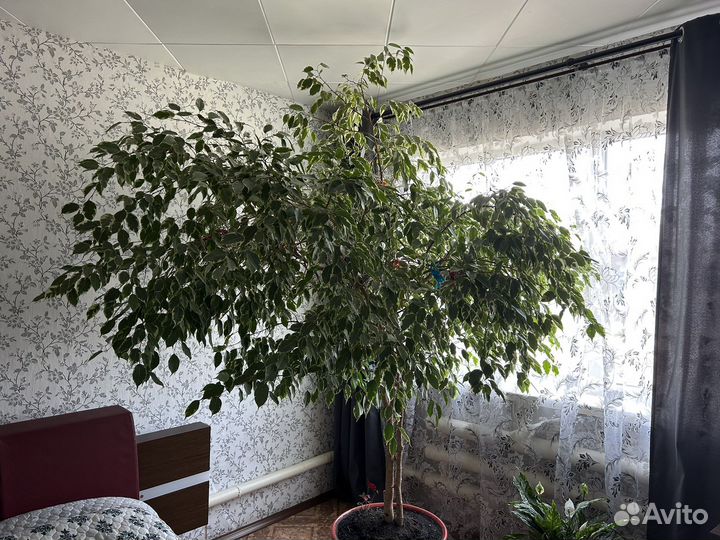 Фикус беннджамина