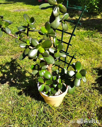 Крассула (толстянка) / Денежное дерево