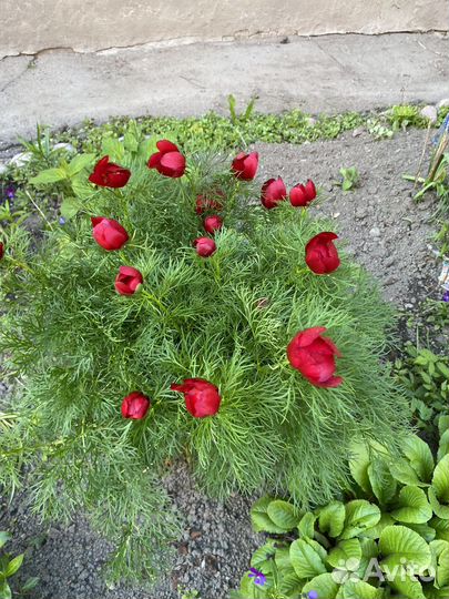 Пионы саженцы, примула,лилия