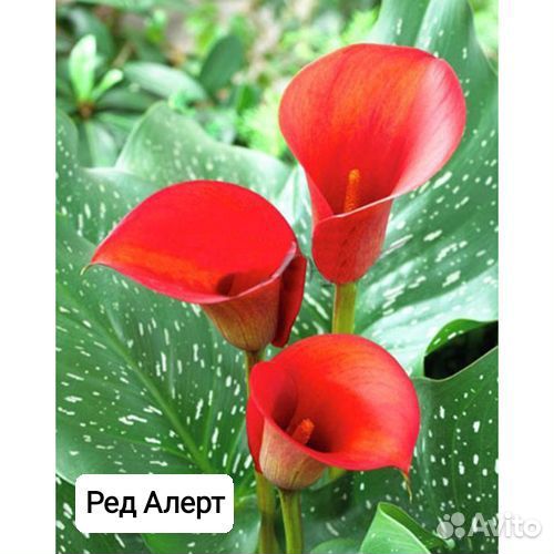 Растения цветы для сада