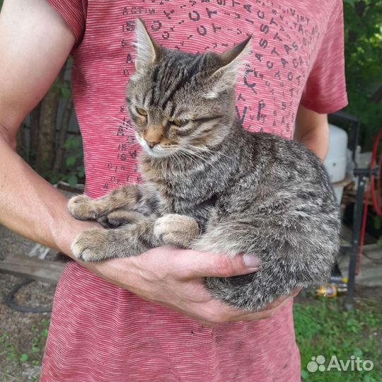 Кошки бесплатно