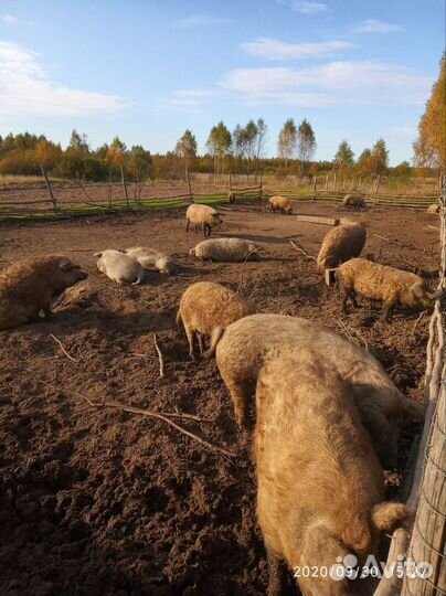 Венгерская Мангалица