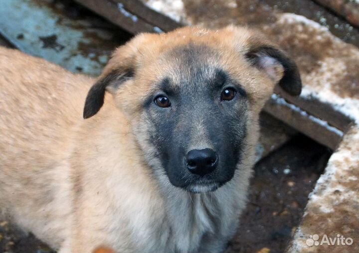 Собаки на охрану