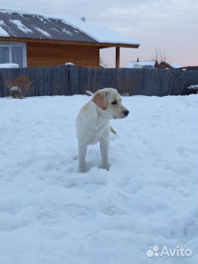 Щенки лабрадора
