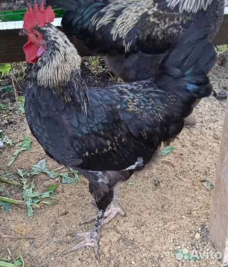 Молодые петухи