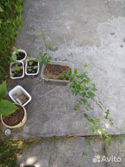 Клематис тангутский