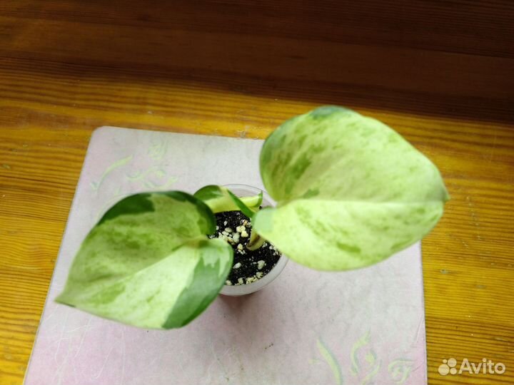 Эпипремнум хэппи лиф