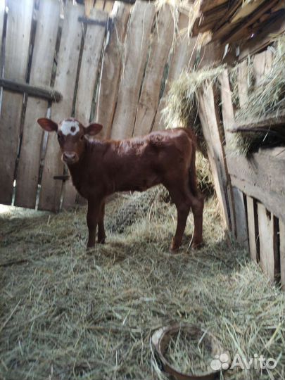 Телочки 4 месяц