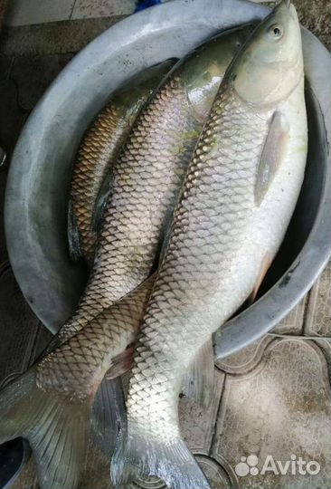 Платная рыбалка