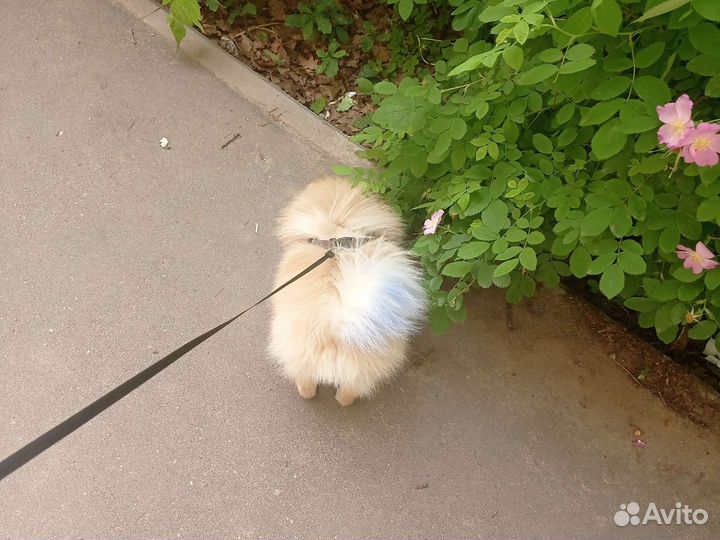 Шпиц для вязки