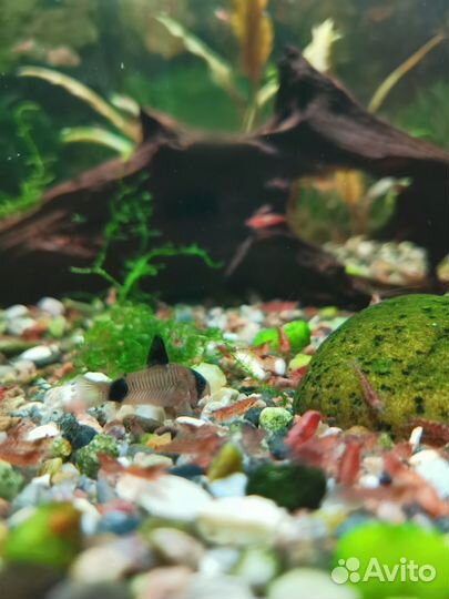 Креветки вишня