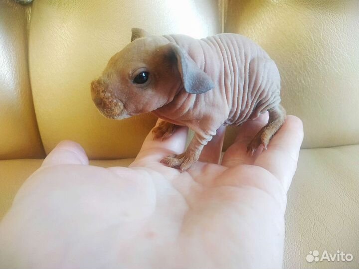 Морские свинки голые с доставкой на адрес