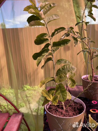 Лимонное дерево