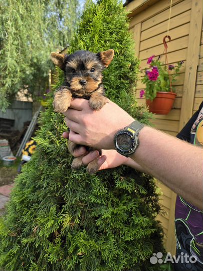 Йоркширский терьер щенки мини с документами