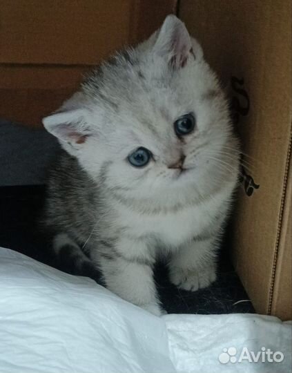 Британский котик