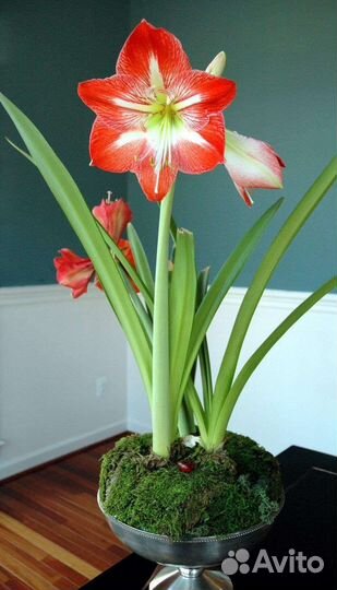 Гиппиаструм