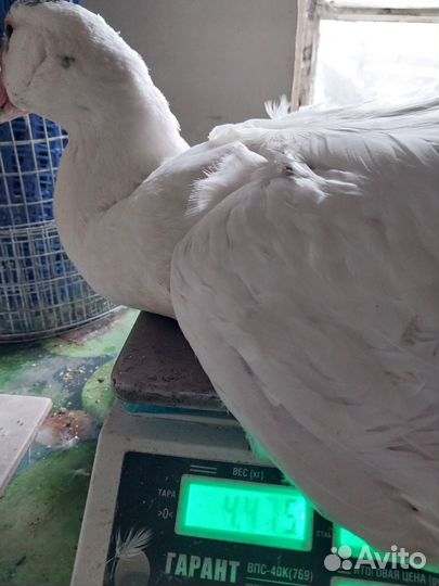 Инкубационное яйцо индоутки тяжелой линии