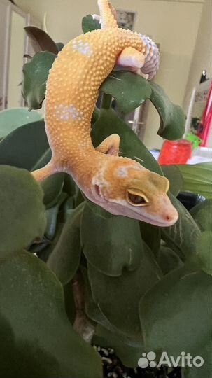 Пятнистый эублефар