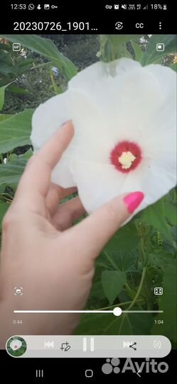 Гибискус травянистый