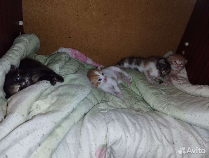 Кошка в дар