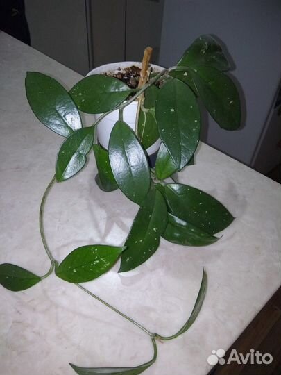 Хойя цветущая