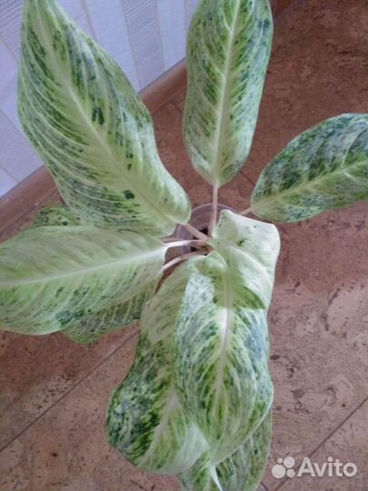 Аглонема Санса суккулент спатик