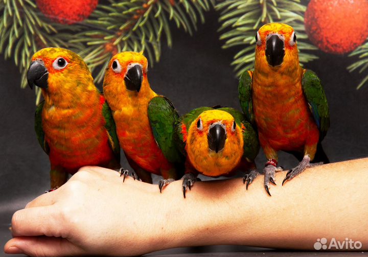 Аратинга Яндайя ручные птенцы выкормыши