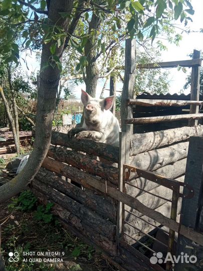 Услуги хряка