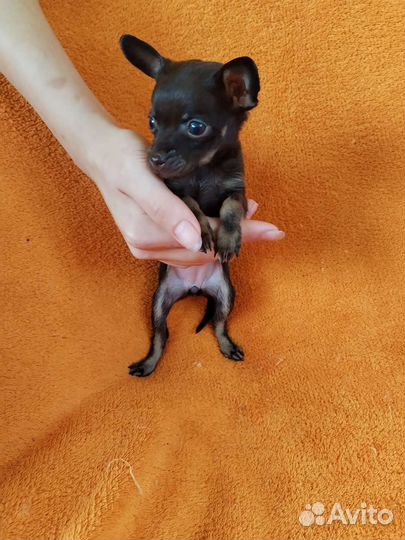 Мини той-терьер щенки