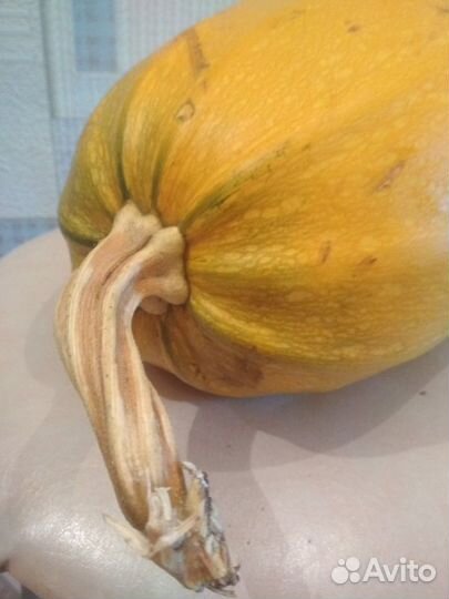 Тыква домашняя