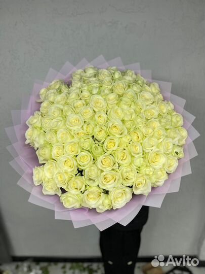 Роза 201,151,101,51