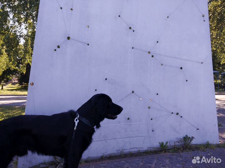 Кобель флет ретривер, вязка, бесплпатно