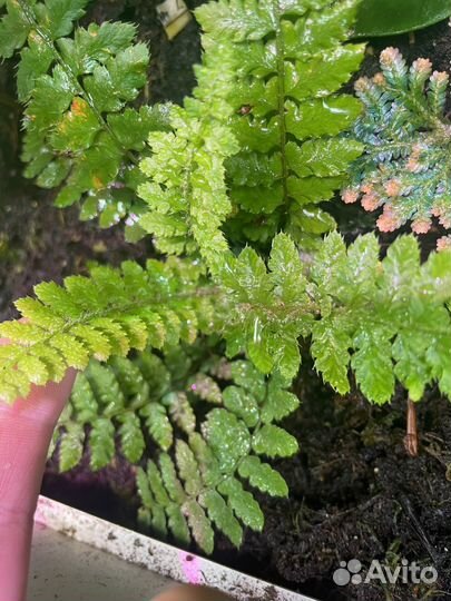 Тропические растения