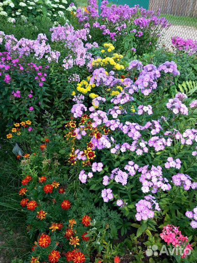 Усы клубники Азия