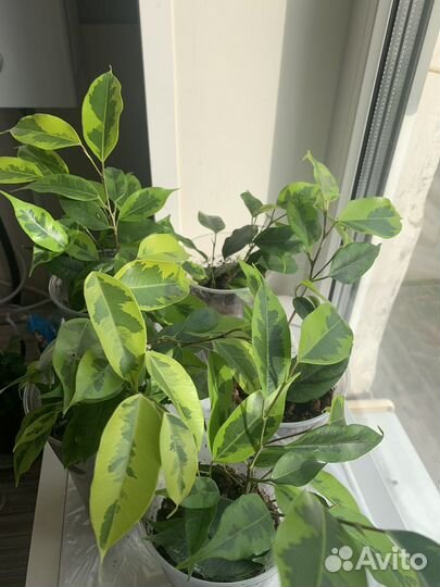 Фикус бенджамина
