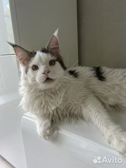 Мейн-кун котенок
