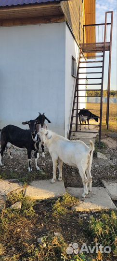 Нубийский козел