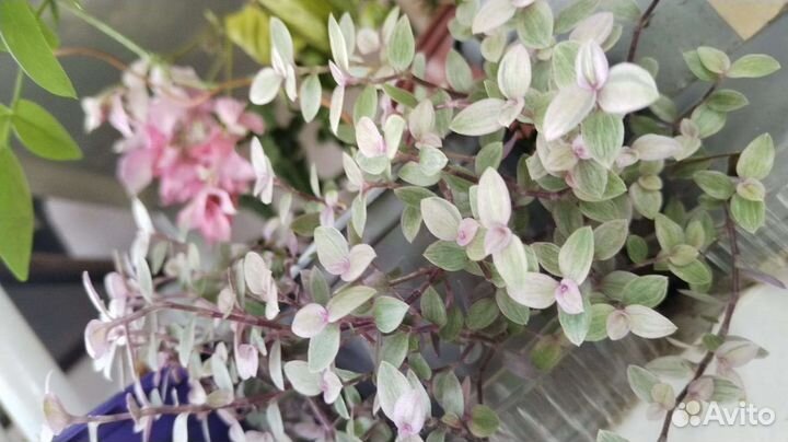 Комнатные растения