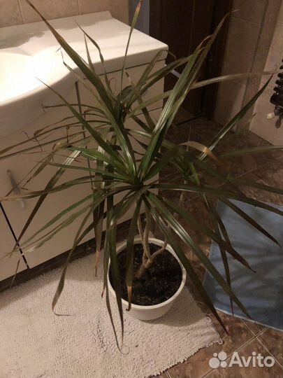 Драцена в горшке