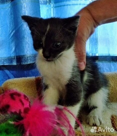 Котенок, 2 мес