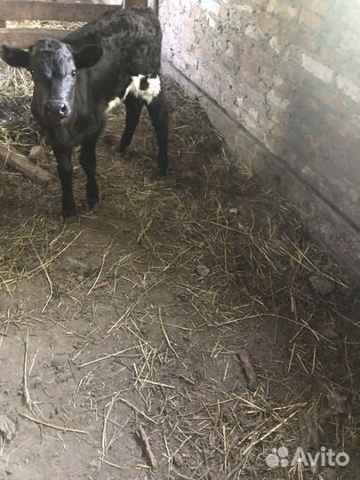 Продам телочку и бычка