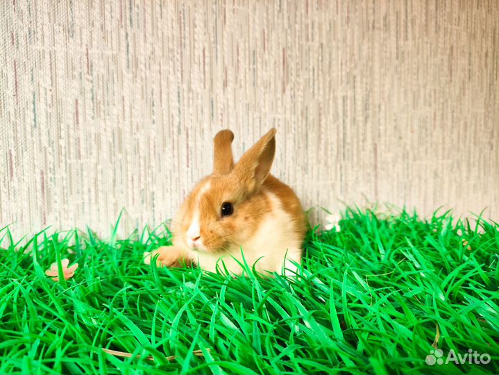 Карликовый кролик мини - очень редкий