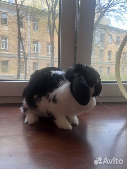 Декоративные кролики