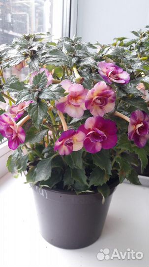 Красивоцветущие Ахименесы и Ахименанты