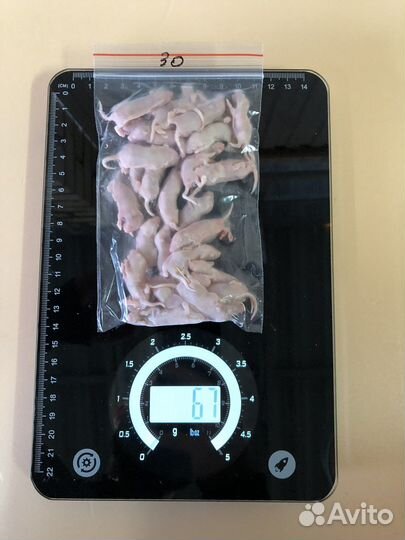 Мыши для кормления змей, варанов, сов (заморозка)