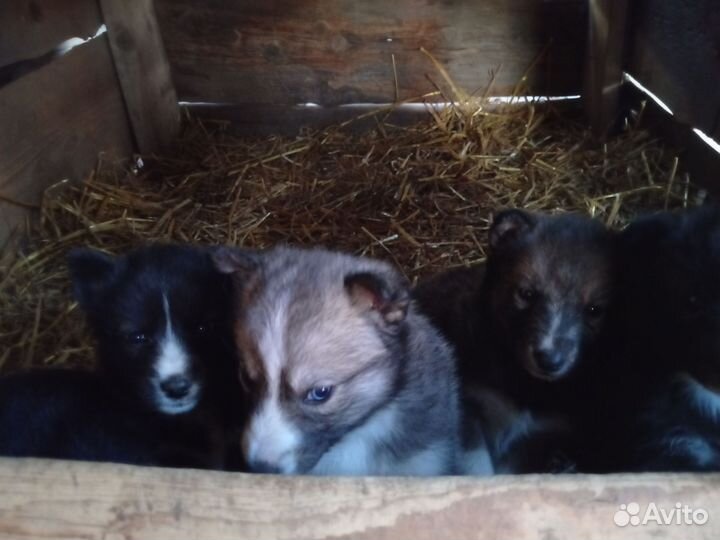 Щенки хаски