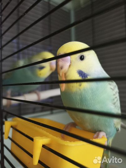 Попугайчики птенцы, радужные